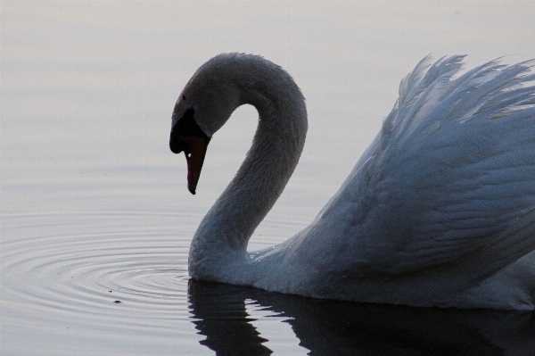 Bird wing beak fauna Photo