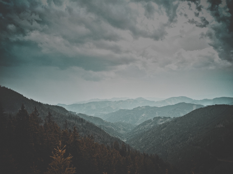 Landschaft baum natur wald