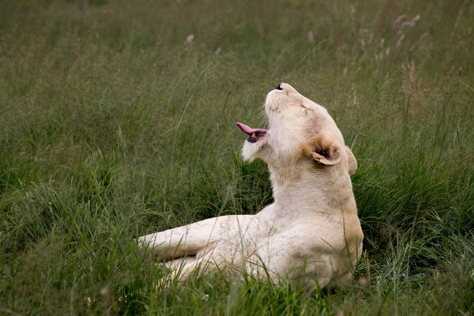 Grama animal animais selvagens pelagem