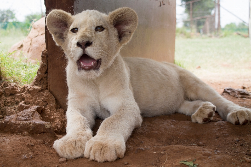 Perro mamífero león vertebrado
