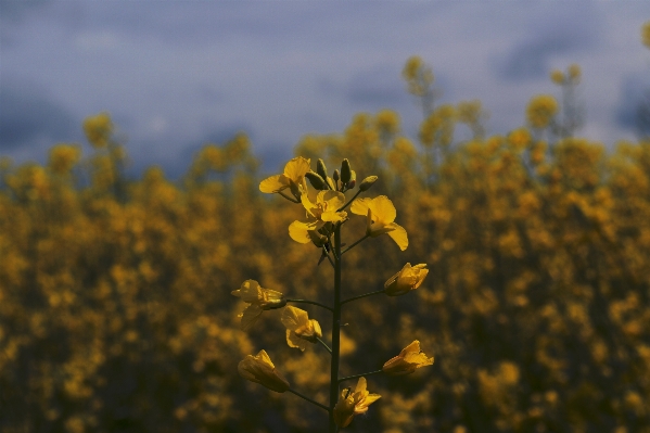 Nature blossom cloud plant Photo