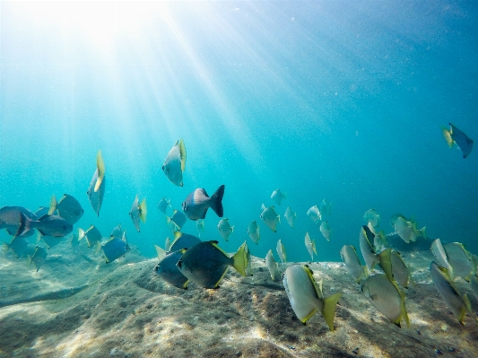 Foto Laut menyelam bawah air biologi