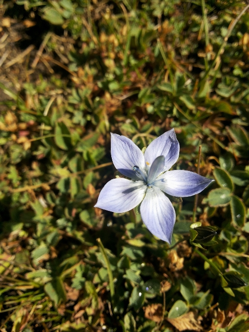 Tanaman bunga daun serangga