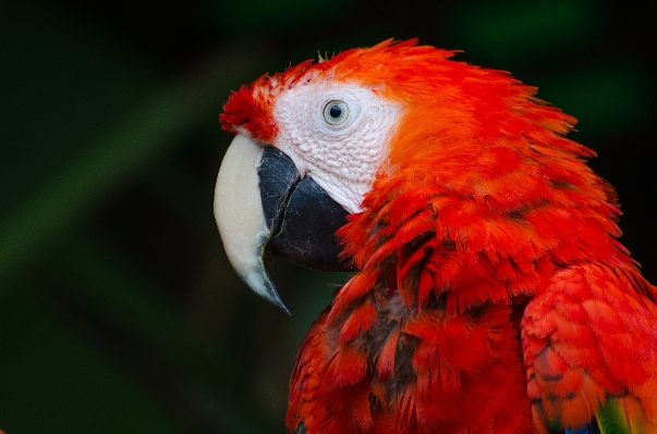 鳥 赤 嘴 fauna 写真