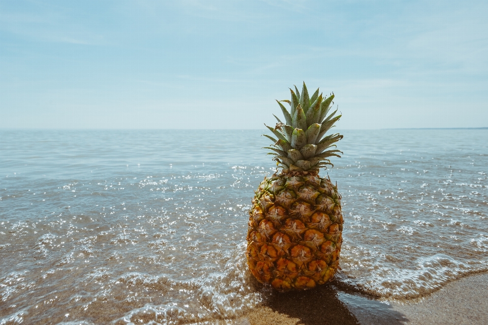 海滩 海 水 植物