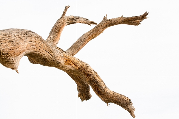 Driftwood tree branch plant Photo