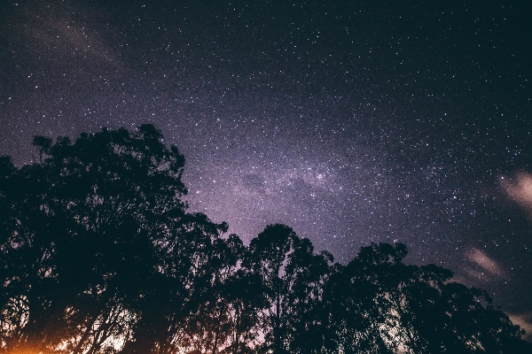 Foto árvore silhueta céu noite