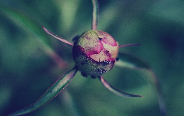 Natur zweig anlage fotografie Foto