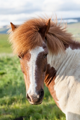 Foto Césped animal pastar
 caballo