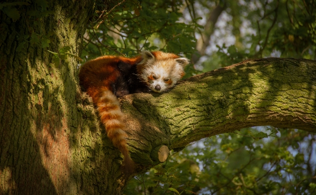 木 自然 森 動物 写真