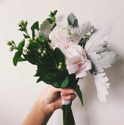 Blossom plant flower petal Photo