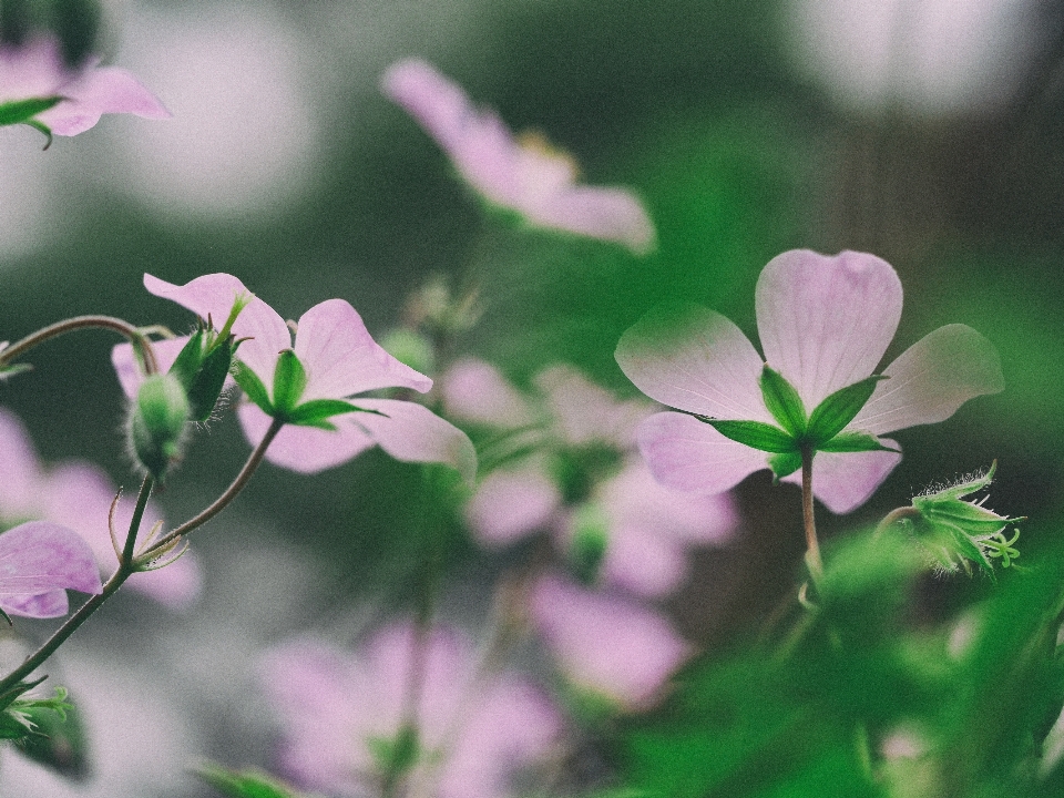 Nature blossom plant meadow