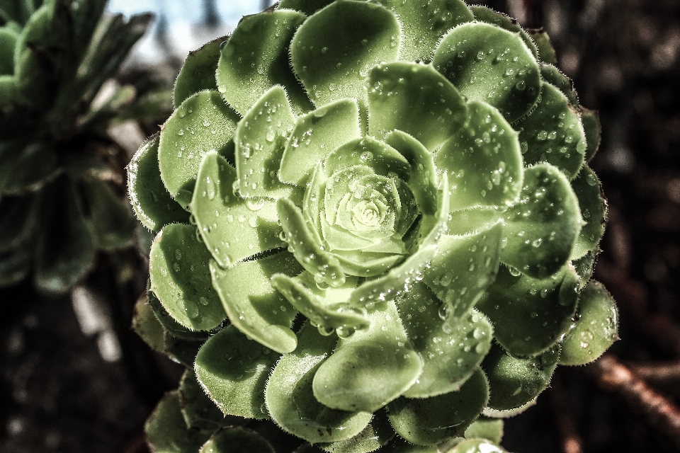 Cactus dew plant leaf