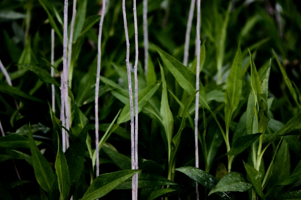 草 ブランチ 植物 芝生 写真