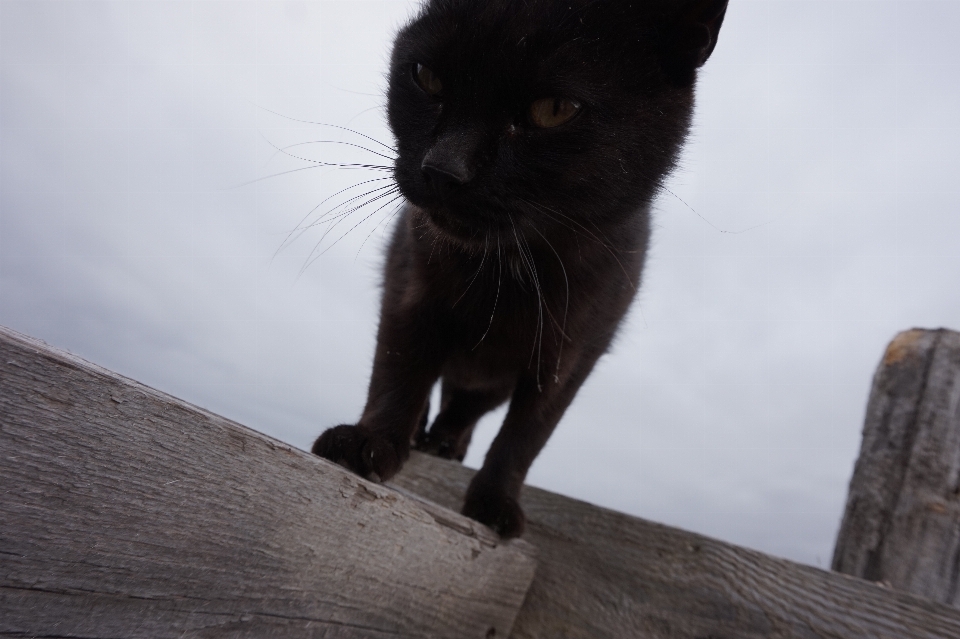 Gato mamífero negro