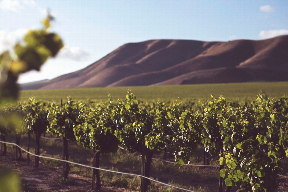 Paisagem plantar vine vinhas