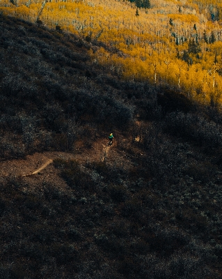 Tree forest rock sunlight Photo