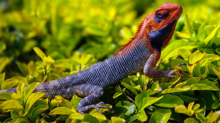 自然 植物 動物 野生動物 写真