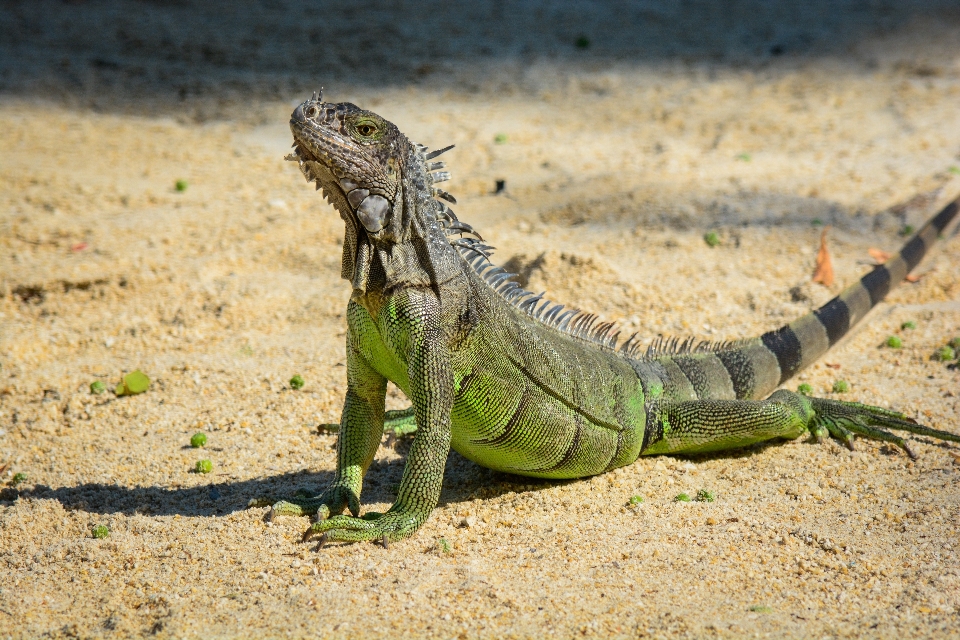 Margasatwa reptil iguana fauna