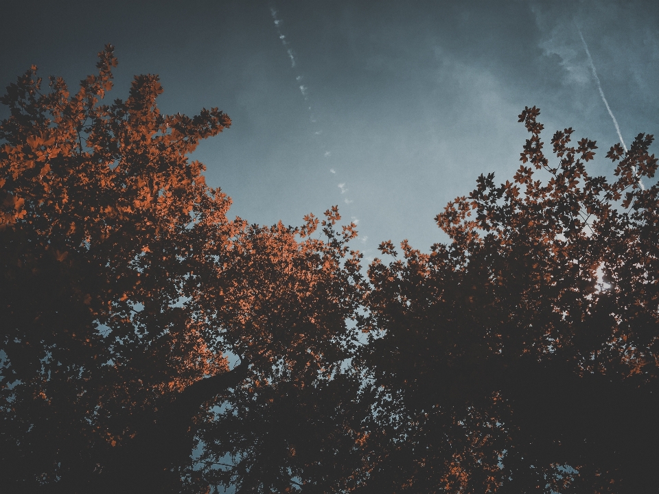 Baum natur zweig wolke