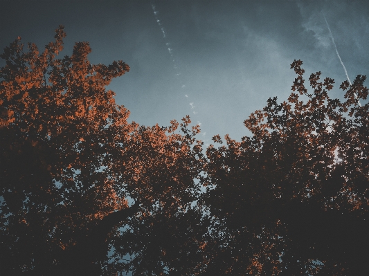 Tree nature branch cloud Photo