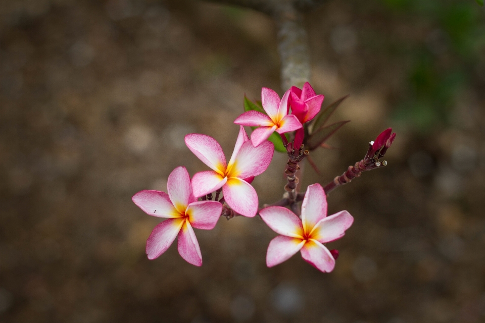 自然 ブランチ 花 植物