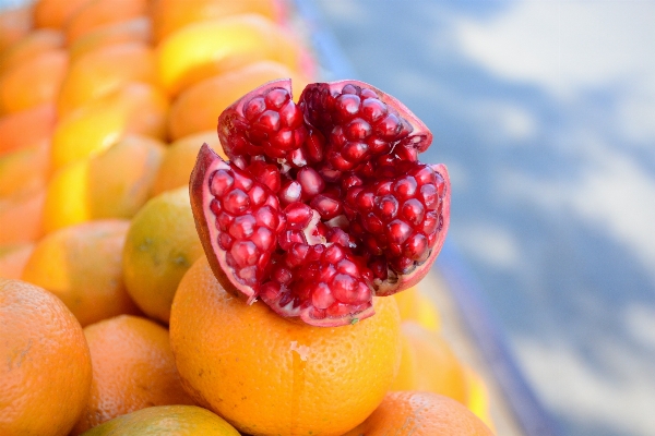 Plant fruit berry seed Photo