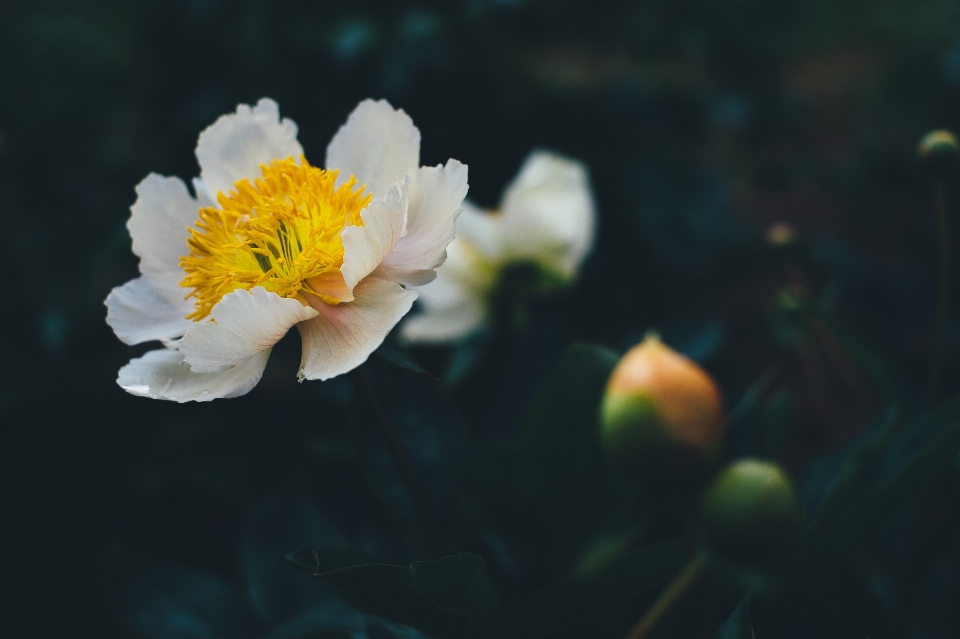 开花 植物 摄影 阳光