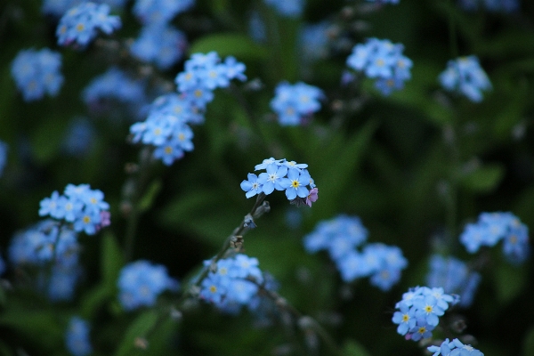 Nature blossom plant flower Photo