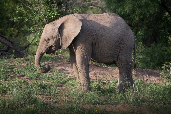 Tier tierwelt zoo dschungel Foto