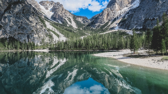 Tree forest wilderness mountain Photo