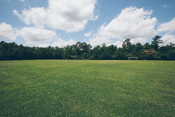 Landscape tree nature grass Photo