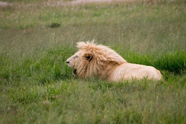 Grass meadow prairie animal Photo