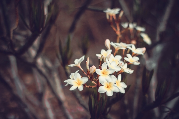 Nature branch blossom plant Photo