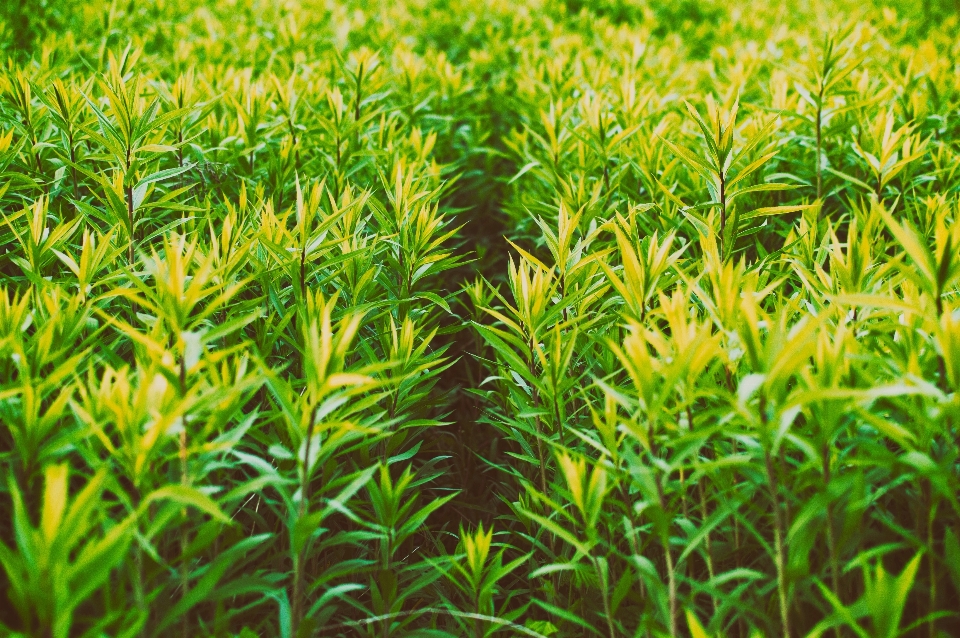 Grass plant field lawn