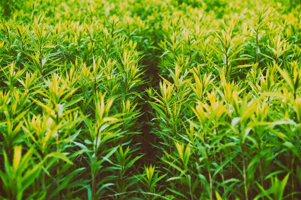 Grass plant field lawn Photo