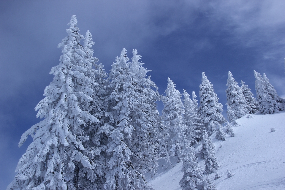 Baum wald zweig berg