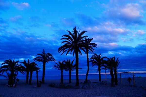 ビーチ 海 海岸 木 写真