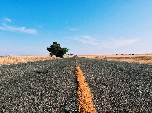 Landscape tree grass sand Photo