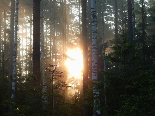 Foto árbol naturaleza bosque luz