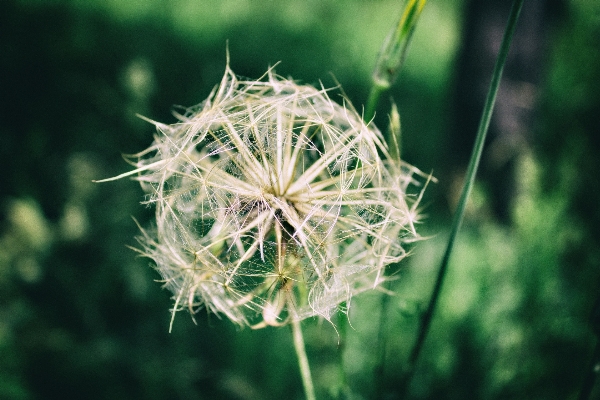 Nature grass branch plant Photo