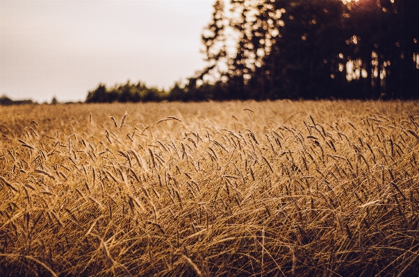 Tree nature grass plant Photo