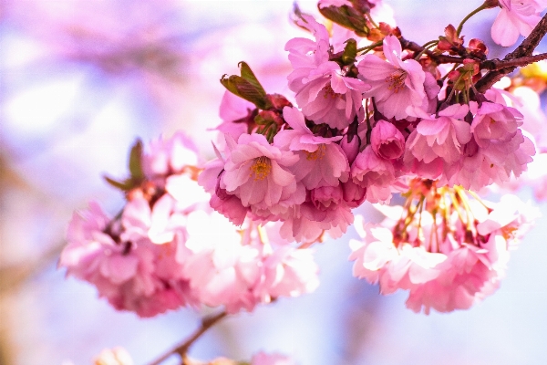 木 ブランチ 花 植物 写真