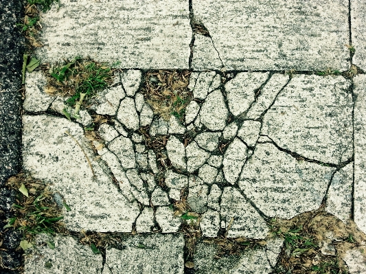 木 rock ブランチ 植物 写真