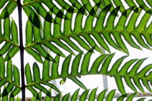 Foto Albero ramo pianta foglia