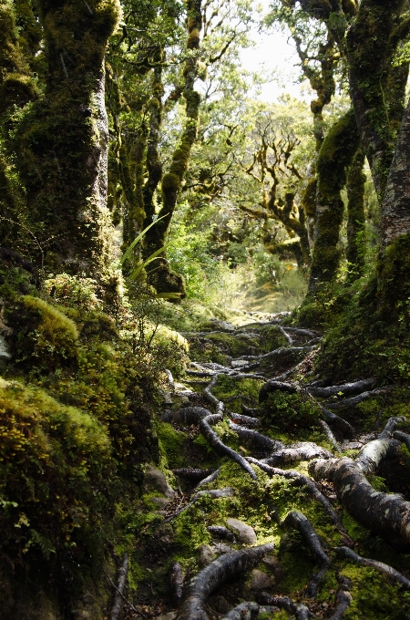 árvore natureza floresta rock