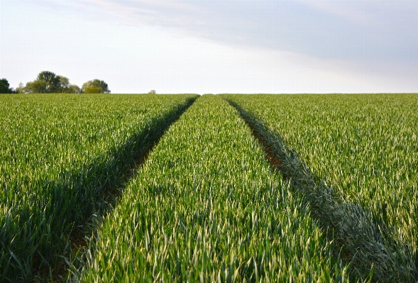 Grass plant field farm Photo