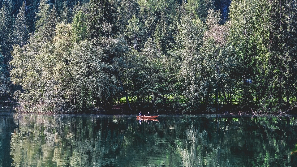 Tree water forest wilderness