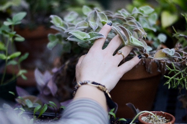 Hand tree branch plant Photo