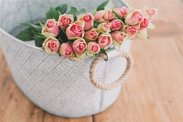 Table plant flower petal Photo